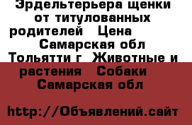 Эрдельтерьера щенки от титулованных родителей › Цена ­ 20 000 - Самарская обл., Тольятти г. Животные и растения » Собаки   . Самарская обл.